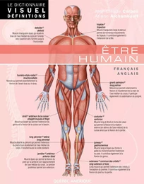 Le Dictionnaire Visuel Définitions - Être humain